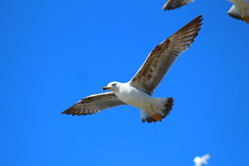 at 5 july 2023 birds on the beach
