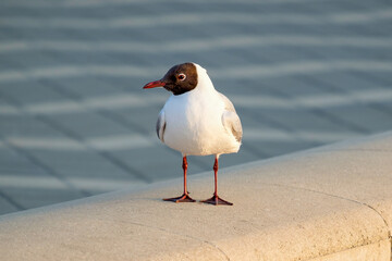 Curious mediterranean gull (Ichthyaetus melanocephalus) looks into the lens. Close-up view. Uniform blurred background