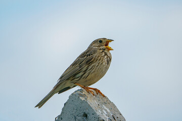 Corn Bunting (Emberiza calandra) perched on fence post