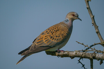 European Turtle Dove (Streptopelia turtur) perched on a tree branch