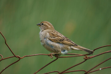 House Sparrow (Passer domesticus) perched on fence