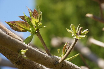 Przyroda - drzewka wiosną