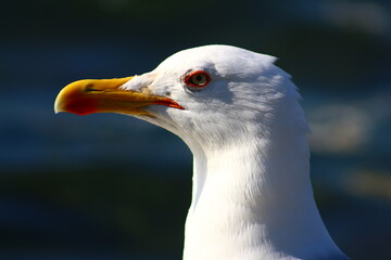 at 5 july 2023 birds on the beach
