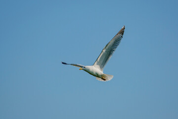 Yellow-legged Gull (Larus michahellis) soaring in a blue sky