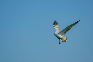 Yellow-legged Gull (Larus michahellis) soaring in a blue sky