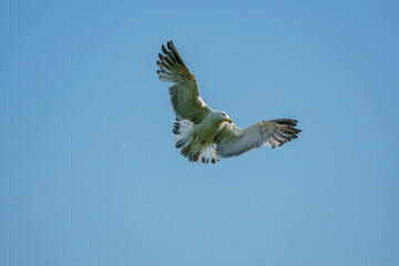 Yellow-legged Gull (Larus michahellis) soaring in a blue sky