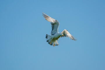 Yellow-legged Gull (Larus michahellis) soaring in a blue sky