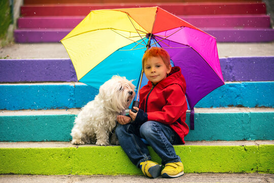 Cute preschool child with pet dog, holding colorful rainbow umbrella, sitting on colorful stairs