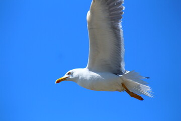 at 5 july 2023 birds on the beach