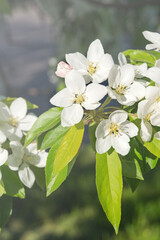 White delicate flowers of the Malus pumila apple tree on a blurred background on a bright sunny day. Spring background, panorama.