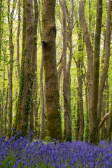 bluebell wood in cornwall england uk 