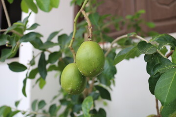 green apple on tree