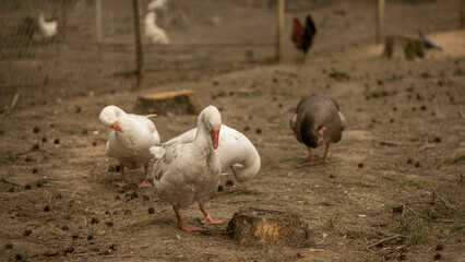 domestic geese, rural household concept, poultry farm, goose farm