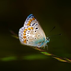 Splendid butterfly named Azure or silver studded blue butterfly.