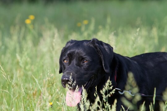 Beautiful black labrador dog in the middle of a field in spring looking in the direction of the camera