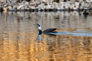 The cormorant is in the pond.