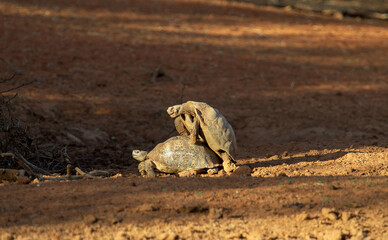Leopard Tortoise (Stigmochelyspardalis) Kgalagadi Transfrortier Park, South Africa