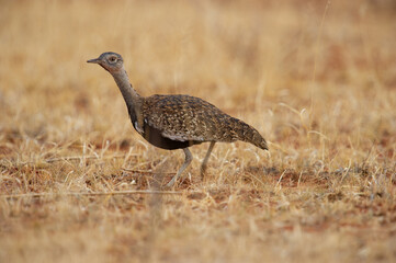Red-crested Korhaan ( Lophotis ruficrista ) Mokala National Park, South Africa