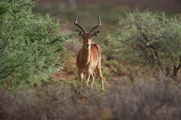Impala (Aepyceros melampus)  Mokala National Park, South Africa