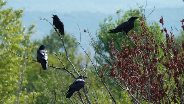 Four crows sit on branches of dry tree in forest. Black large birds are on twigs croak, look around in wooded area. Daytime. Ravens are in park. Symbol of chaos, darkness, death, misfortune