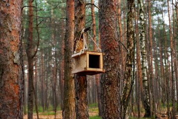 Wooden bird feeder on a pine tree in the forest. Animal care. Sunny spring day. Preservation of the population. Ecology protection.