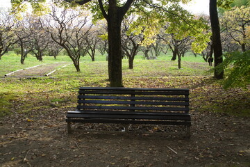 大阪の万博公園のベンチ