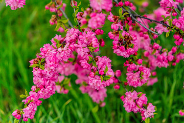 Michurin almonds blooming in the Far East. A hybrid of almonds and peaches. Early spring, cloudy day after rain. 