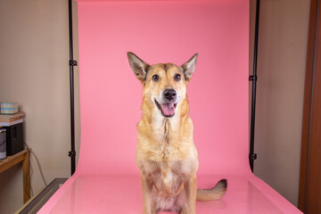 Portrait happy smiling shepherd dog Isolated on pink background