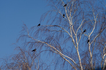 jackdaws on a birch on a sunny day