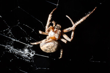 scary spider in the forest