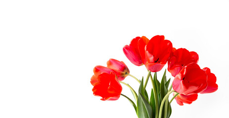 Closeup of red tulips isolated on white background. Seasonal holiday spring banner