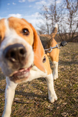 funny doggy