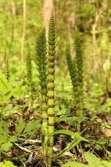 Equisetum arvense, a perennial herbaceous herb, in a forest