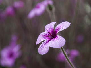 Isolated purple flower in spring. Flower background