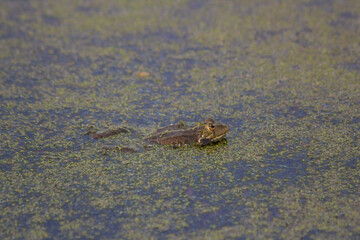 frog in the swamp