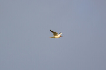 seagull in the air