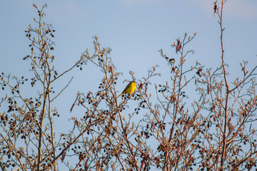 Yellow wagtail on a branch