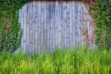 Holzwand mit Bewuchs - ivy on wooden wall - High quality photo  - Photo Wallpaper