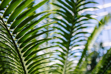 Palm leaf close-up. Stylish green fresh background. Tropical jungle forest texture. Botanical Garden. Vacation in a warm country on the coast mood. Sunny day in summer