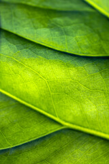 Fototapeta na wymiar Side of a green leaf with veins close-up. Botanical texture background. Ecology nature freshness lifestyle stylish banner. Wallaper plant