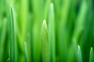 Close-up of growing fresh grass in soft focus. Green background on the theme of freshness, good mood and well-being.