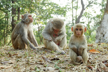 In the Beautiful Monkeys Family Moments, monkey mothers, and baby monkeys live together as a family.