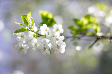 spring flowers