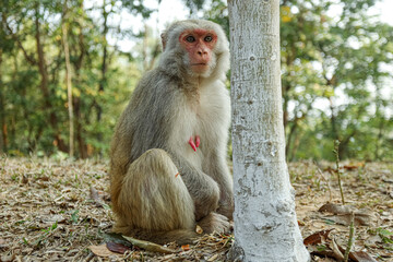 Monkey in a Temple forest park in Rangamati, Monkey Beautiful moments