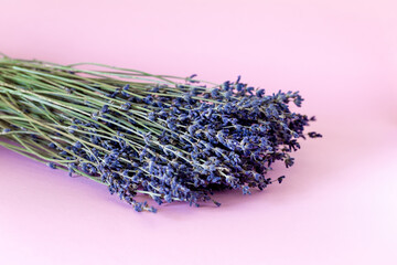 Dried lavender isolated on pastel pink background. Aromatic flower, spa and relaxation.