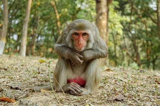Monkey in a Temple forest park in Rangamati, Monkey Beautiful moments
