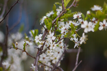 spring flowers