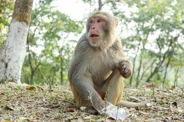 Fototapeta premium Monkey in a Temple forest park in Rangamati, Monkey Beautiful moments