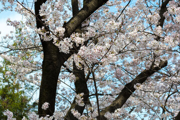 cherry blossom tree in spring
