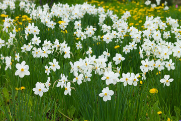 Fototapeta na wymiar White daffodils with a yellow core are blooming in the garden. Large field of daffodils. Spring white and yellow flowers.